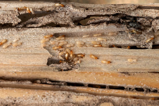 Best Pest Control for Businesses  in Clearlake Riviera, CA